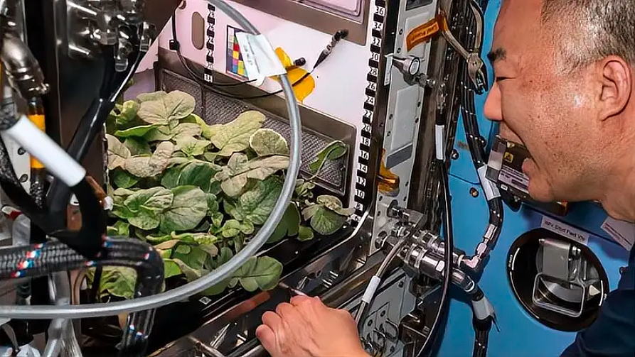 中国在南极种菜,老外馋哭了(组图) - 5