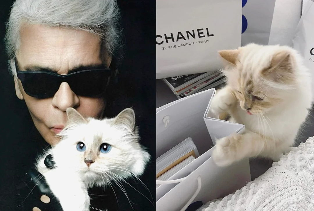 世界最富有猫被“吃绝户”?落魄千金只能打工赚猫粮? - 30
