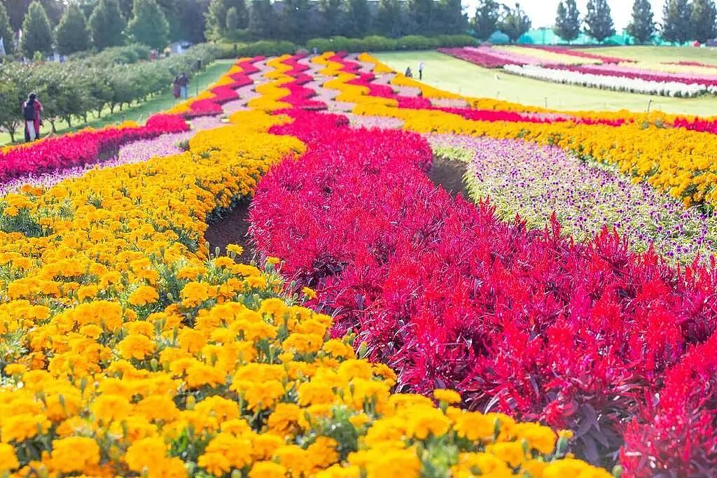 墨尔本4月活动太精彩，恐龙展、亚洲美食夜市、法国电影、光影展、花海...（组图） - 16