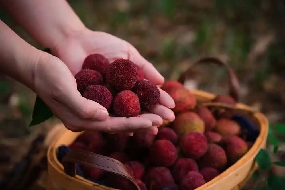 人人喊打的“泡药杨梅”，被自己人坑惨了（组图） - 25