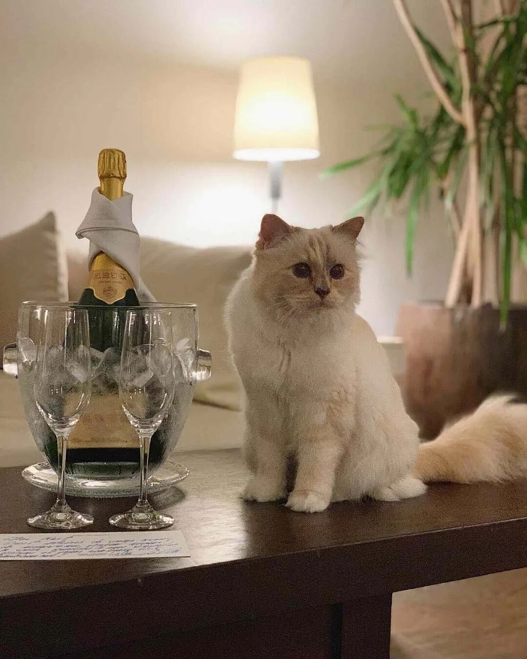 世界最富有猫咪破产？！从住豪宅变挤小公寓，150万美元遗产全部没了？（组图） - 6