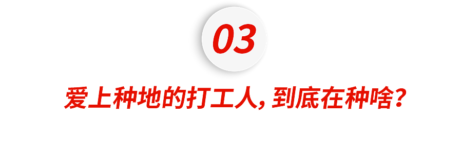 中产最烧钱的户外运动：种地 - 18