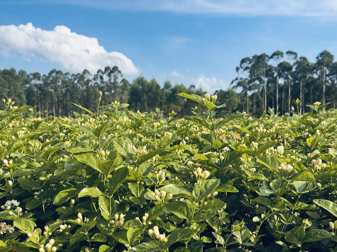 被洪水浸泡的广西小城,供应着全球60%的茉莉花 - 7