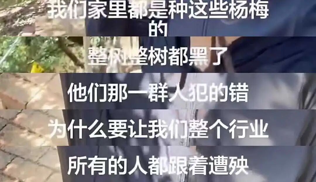 人人喊打的“泡药杨梅”，被自己人坑惨了（组图） - 12