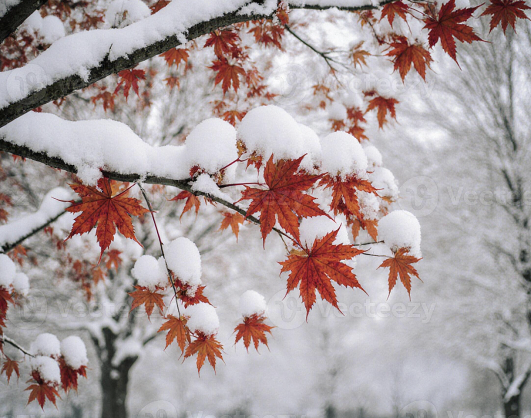 一觉醒来,墨尔本下雪了!冻哭了,也美哭了...(组图) - 6