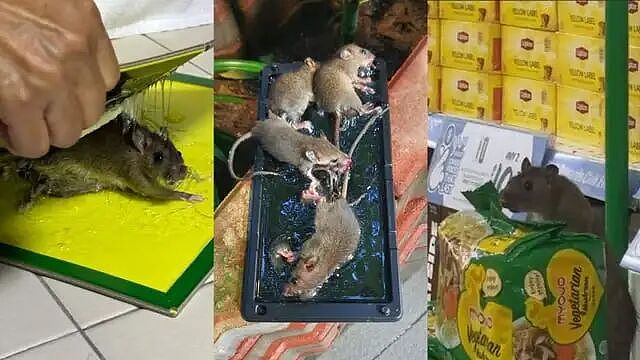 抢食、闯店、围堵路人... 新加坡这群“黑帮团伙”为何能如此猖狂?(组图) - 4