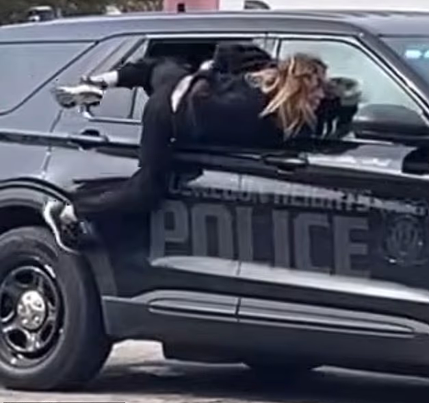 太离谱了:美国一女子戴着手铐从警车里钻出来,网友直呼像练过缩骨功(视频/组图) - 2