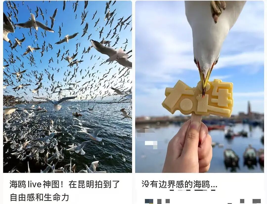 网红又发明了新的“作死”拍照方法：喂海鸥（组图） - 1