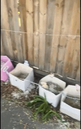 因为一个垃圾桶,墨尔本爆发邻里大战!两优雅女子拿起了电锯…(组图) - 19