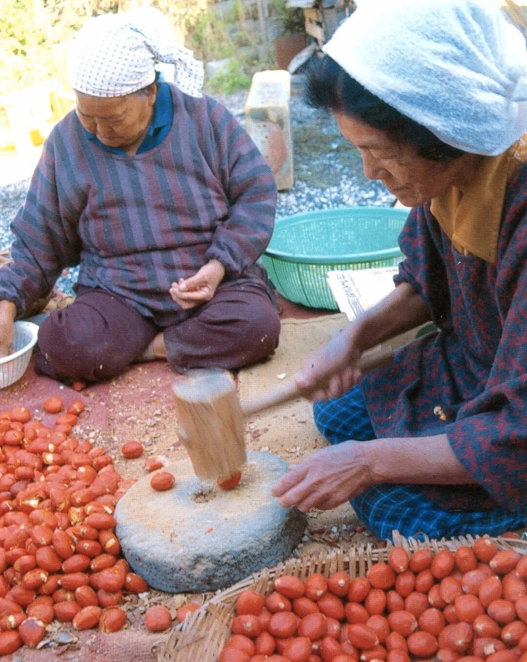 这种有毒植物曾是全岛人的主粮,却背上了“地狱”的骂名 - 7