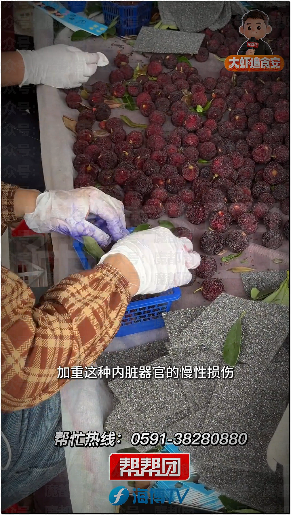 气到发抖！我们吃了那么多年杨梅竟都浸泡防腐剂和化学糖精（组图） - 34