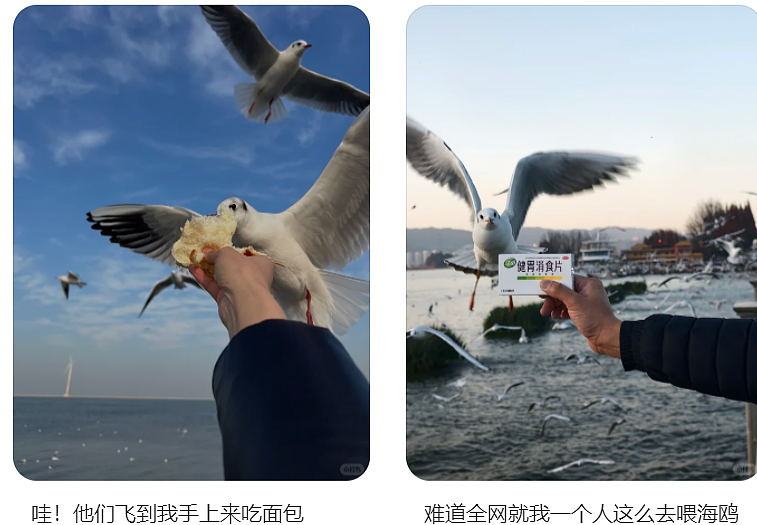 网红又发明了新的“作死”拍照方法：喂海鸥（组图） - 2