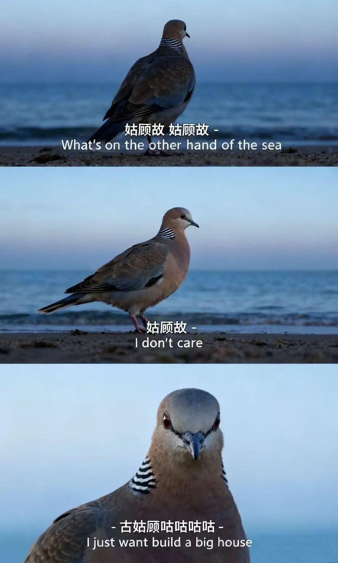 在工位上偷偷“赛博观鸟”,中国打工人享受“提前退休”(组图) - 1