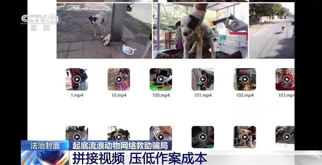 央视曝光动物救助直播骗局：低价买残疾狗卖惨摆拍，骗了250万仅3000元用在狗身上，平台投流60多万，其余大部分用于买豪车等挥霍 - 15