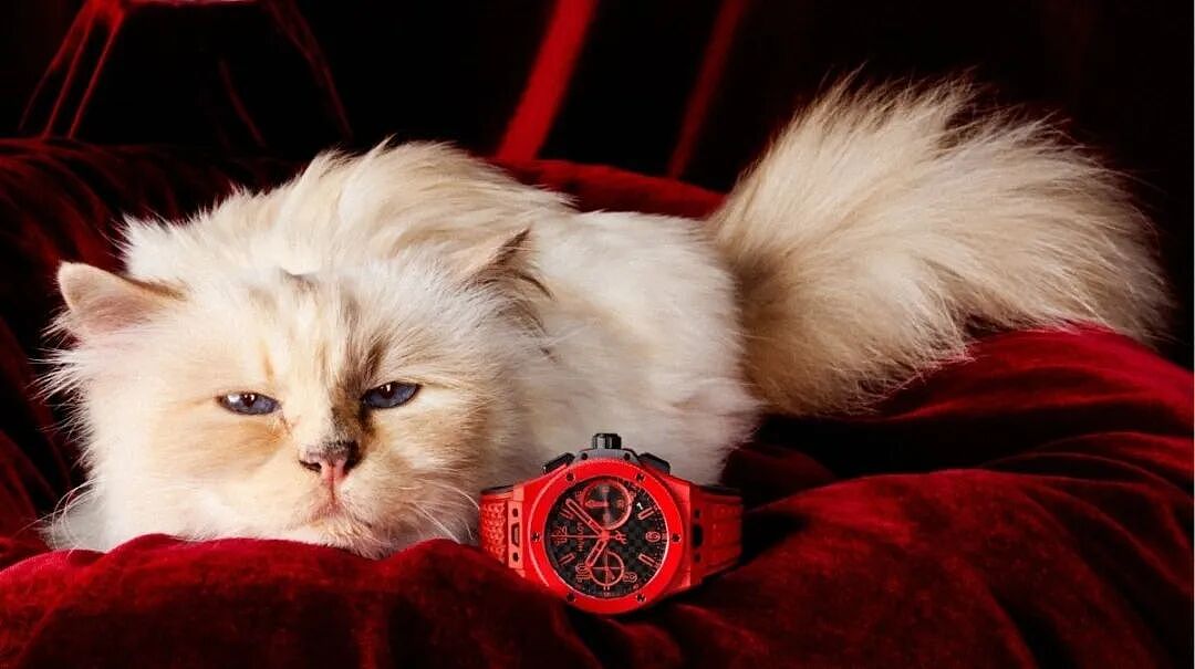 世界首富猫为何破产?老佛爷给它留了150万刀遗产,如今蜗居公寓落差太大!(组图) - 6