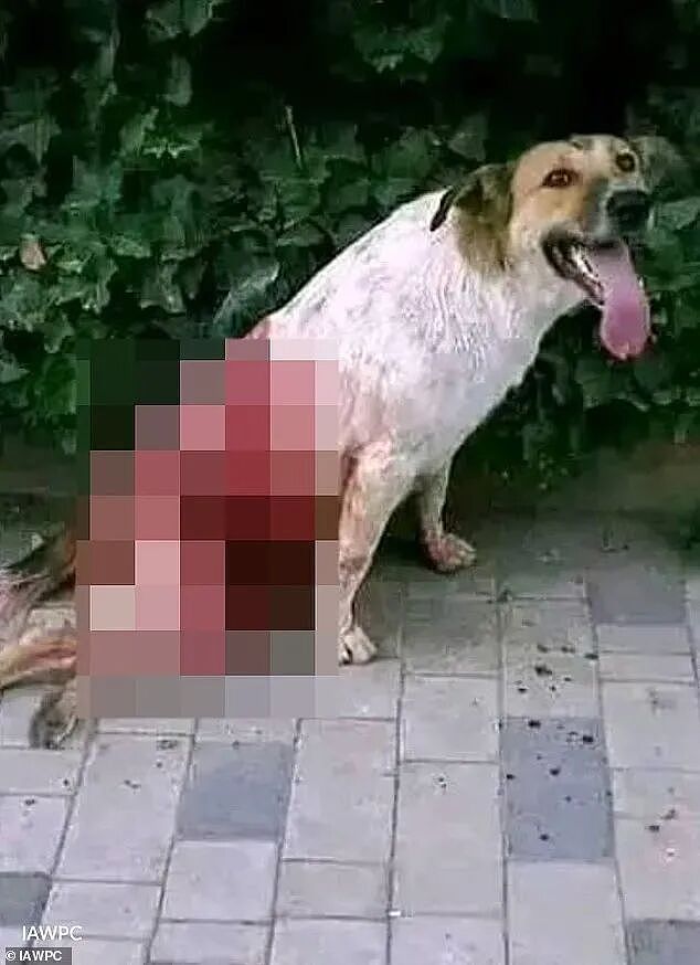 为办世界杯屠杀数百万流浪狗？摩洛哥街头血腥场面引全球声讨（组图） - 3