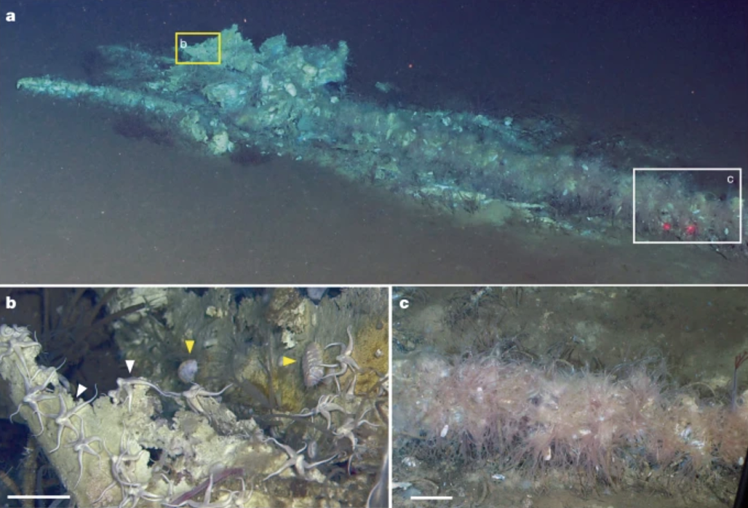 中国团队发现海底“神迹”?530万年历史最深最大鲸鱼墓地,1千万头鲸落滋养万物生长! - 2