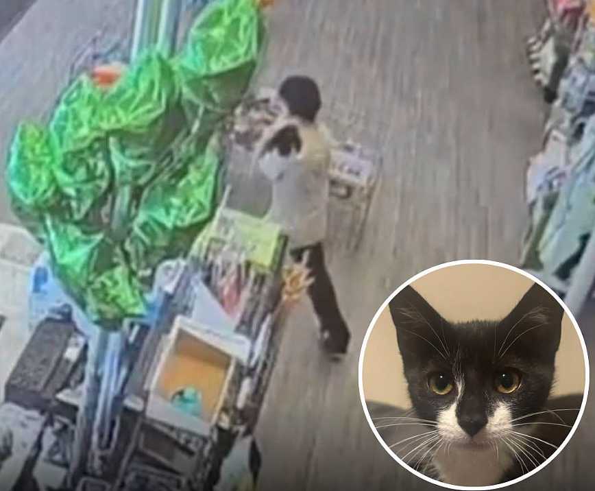 男子偷了只猫，然后抱着猫去抢银行？猫猫：被迫开启犯罪生涯 - 2