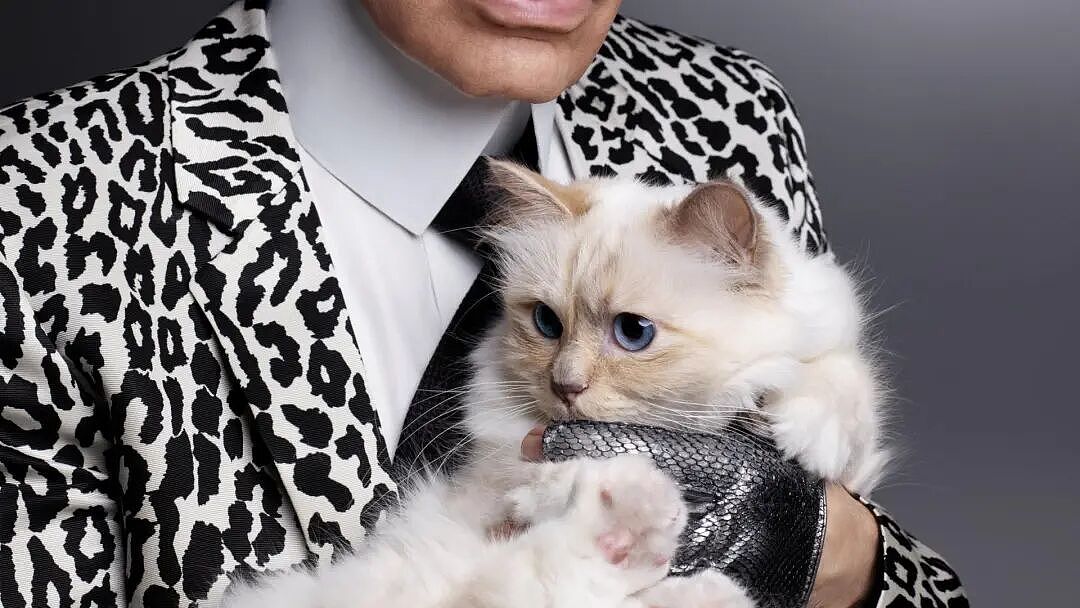 世界首富猫为何破产?老佛爷给它留了150万刀遗产,如今蜗居公寓落差太大!(组图) - 2