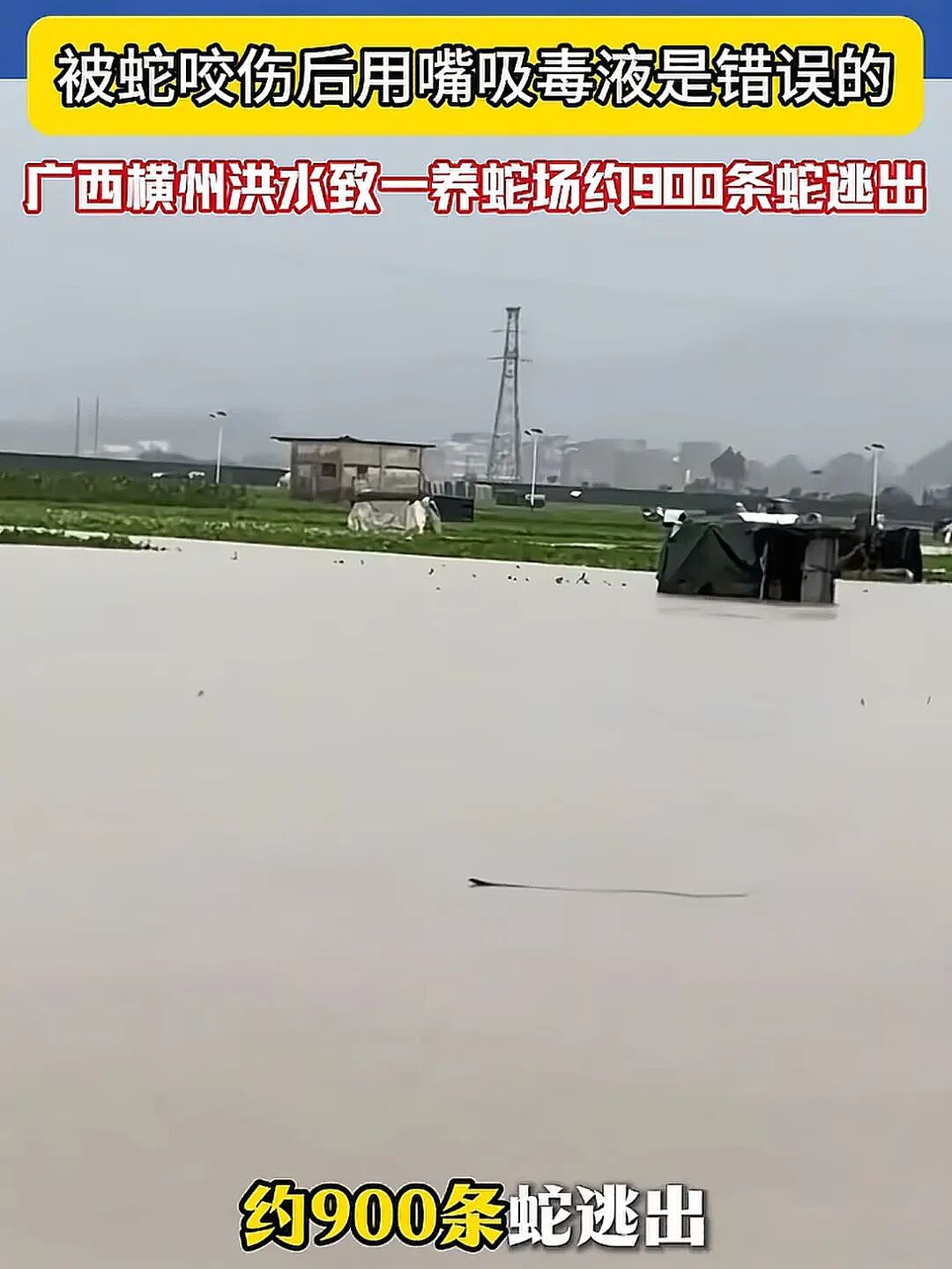 广西洪灾导致毒蛇出逃,为什么这里养蛇的人那么多? - 1