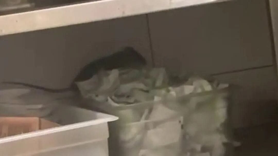 太炸裂！悉尼最豪华商场出大事儿，“史诗级”鼠患爆发，顾客都惊呆了...（组图） - 4