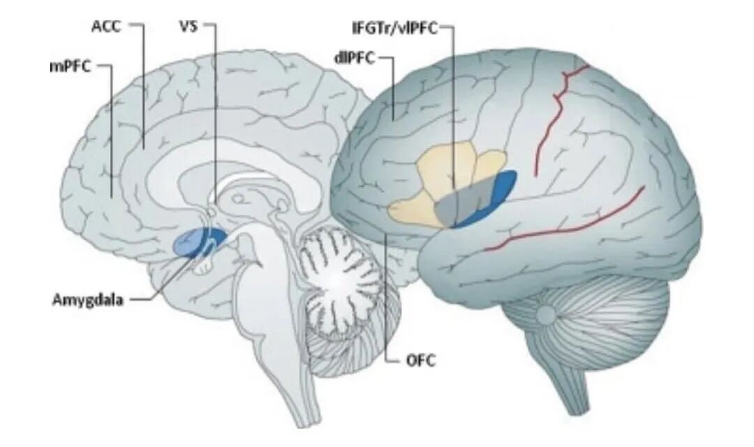 连名校生都在失去阅读能力？被AI和短视频改写的大脑，正拉开巨大差距（组图） - 4