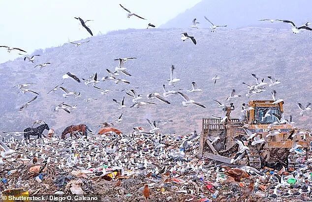 与病毒邮轮死者同机,空姐疑似感染住院!船长误判害惨全船(组图) - 3