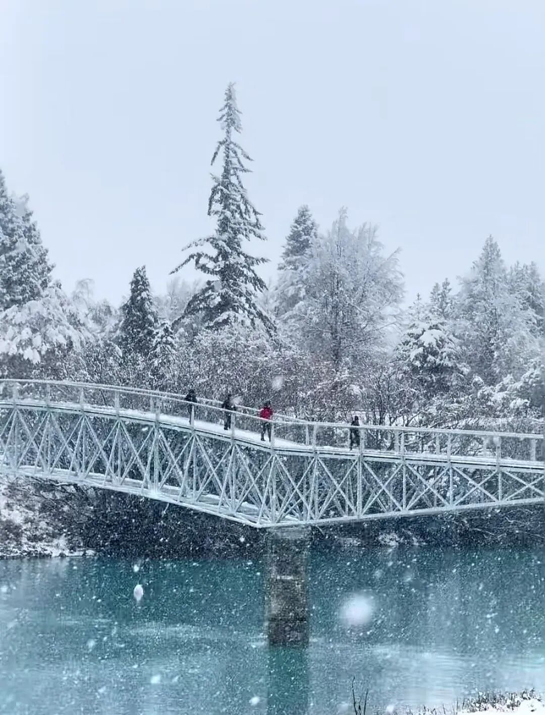 新西兰一地进入紧急状态!25厘米暴雪砸下,华人游客被困,发贴“求出逃”...(组图) - 26