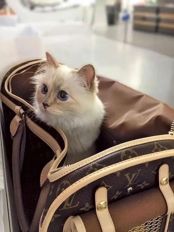 世界最富有猫咪破产？！从住豪宅变挤小公寓，150万美元遗产全部没了？（组图） - 8