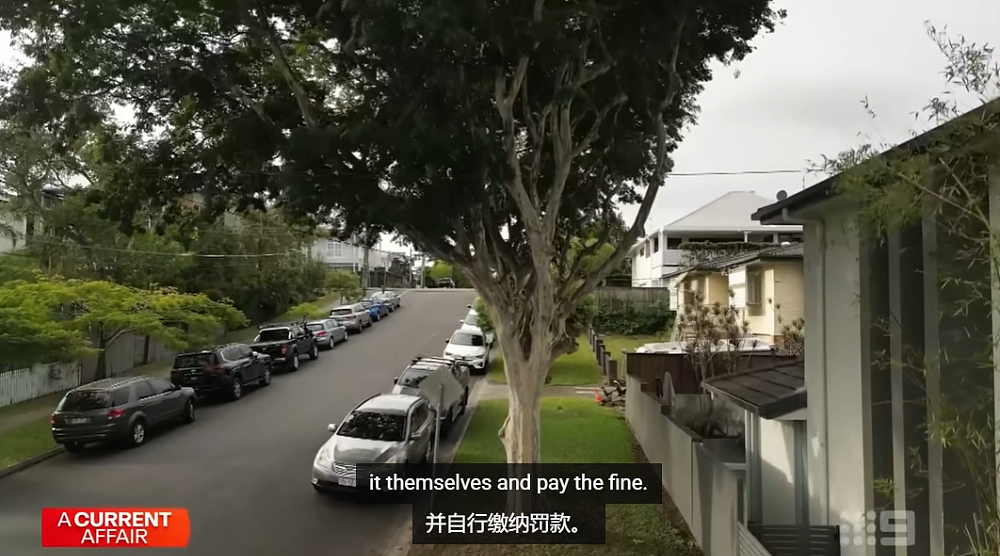 一棵树毁了一个家!澳洲夫妻苦熬7年,花了15万,Council就是不让砍 - 21