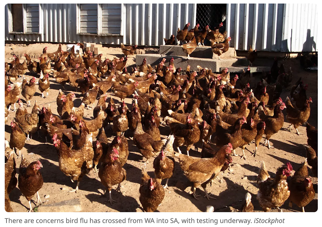 澳媒紧急警告！H5N1杀到澳洲第二州！专家喊话：别抢鸡蛋（组图） - 9