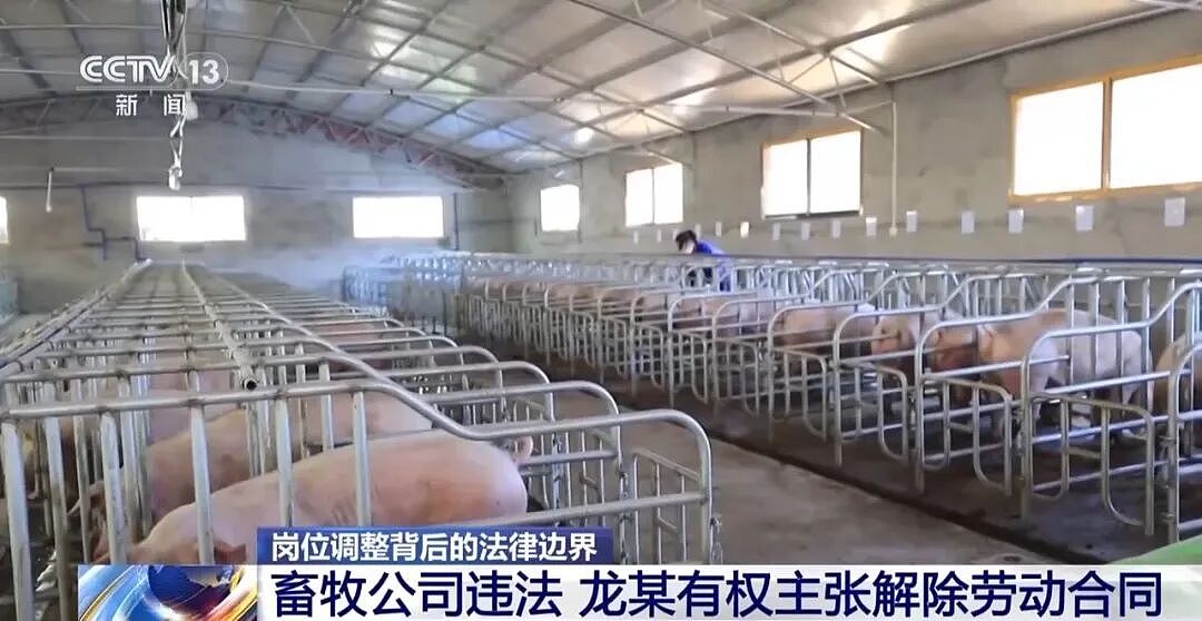 电工突然被领导调去养猪,给3个月培训期,其不服提起诉讼,法院判了 - 10
