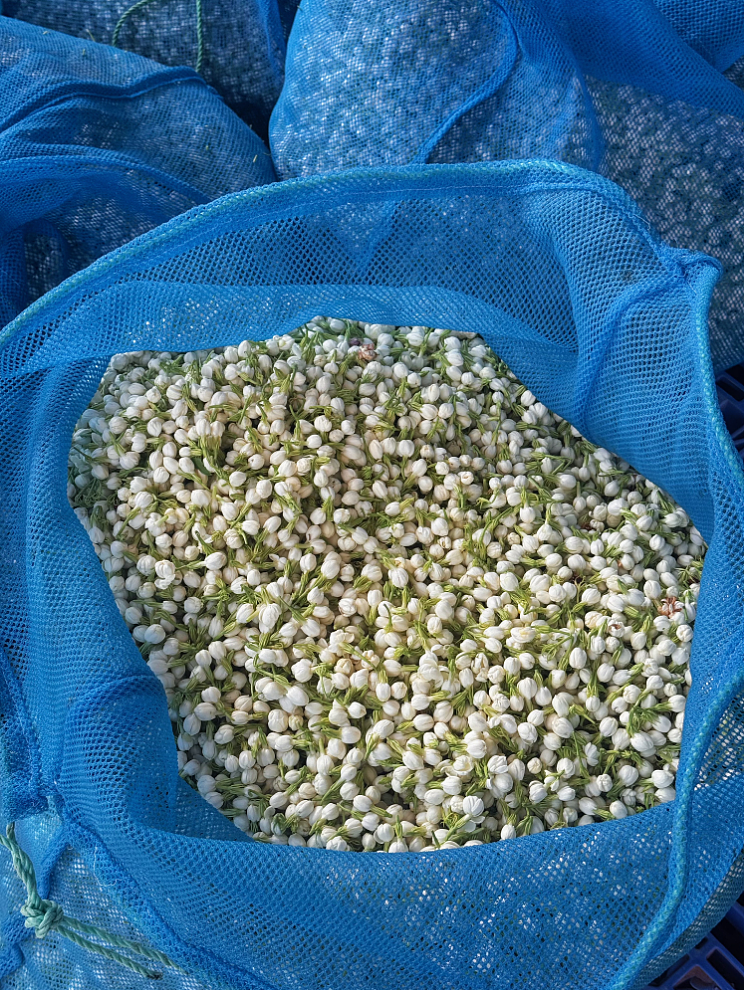 被洪水浸泡的广西小城,供应着全球60%的茉莉花 - 6