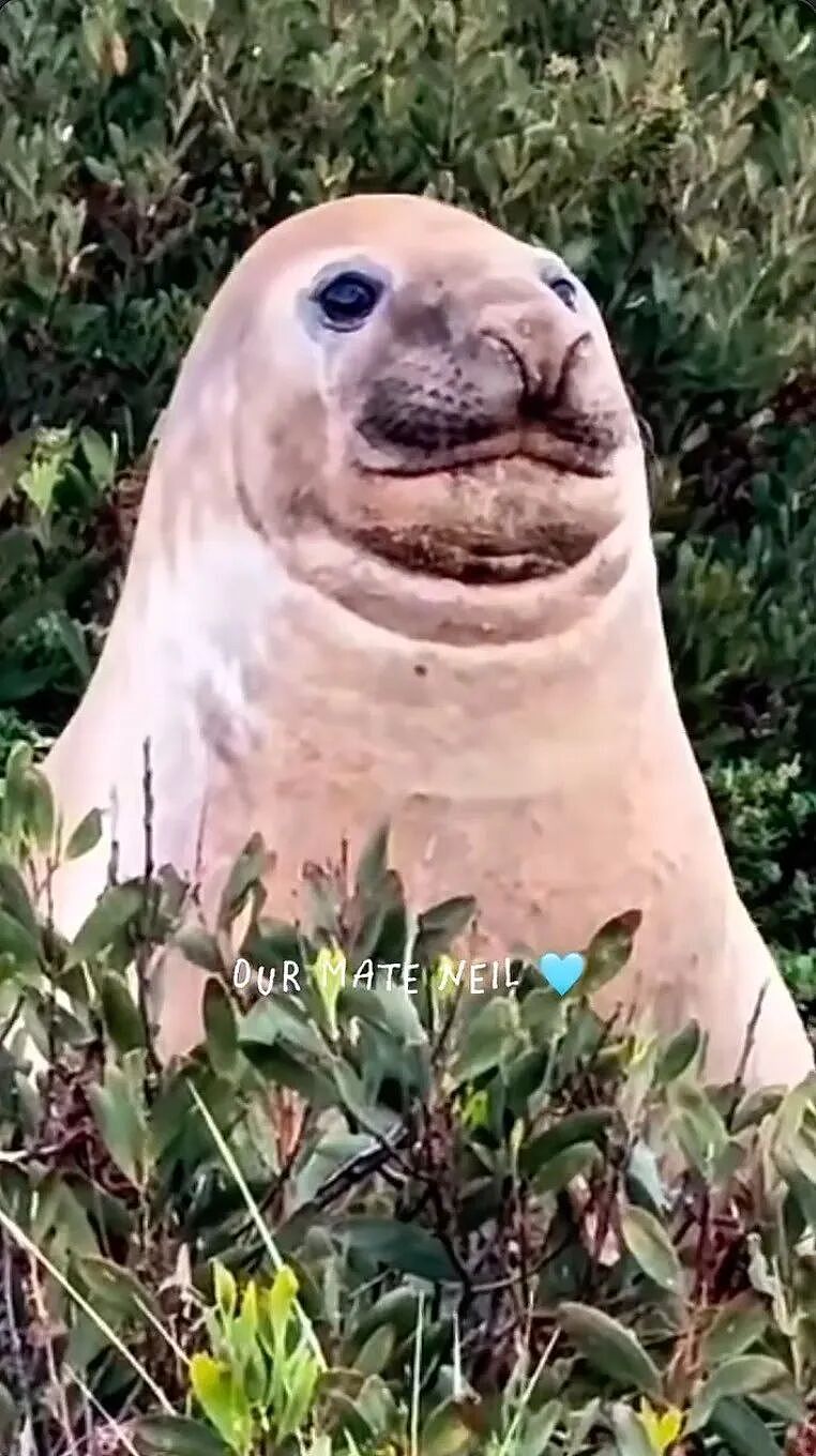 胖海豹成了澳洲明星！不爱下海，喜欢当街溜子？可是离人太近，它有点危险... - 6