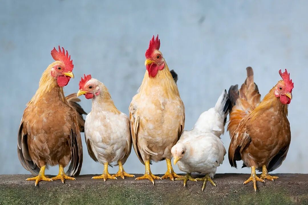 澳洲新成果：以后鸡鸭肉蛋会更便宜！ - 2