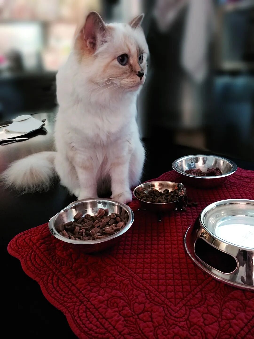 世界最富有猫咪破产？！从住豪宅变挤小公寓，150万美元遗产全部没了？（组图） - 7