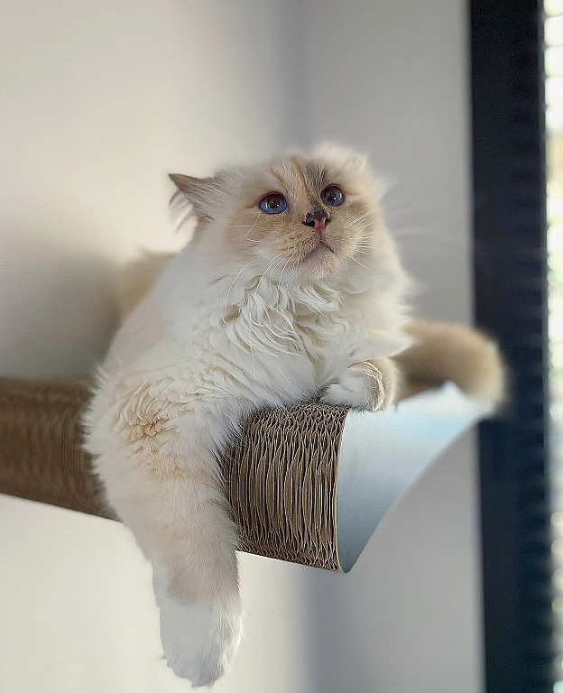 世界最富有猫被“吃绝户”?落魄千金只能打工赚猫粮? - 54