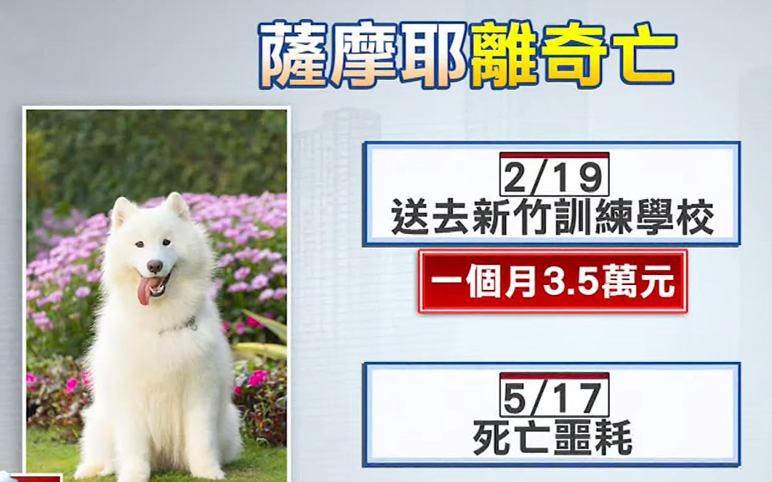 狗狗因吃饭太快突然去世!初期症状没引起警惕,主人:小心这种病! - 9