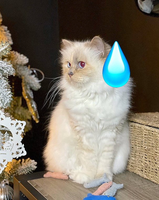 世界最富有猫被“吃绝户”?落魄千金只能打工赚猫粮? - 47