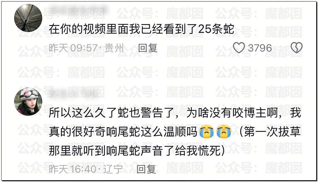 全网骇然！女生被AI带入剧毒蛇窝！遍地响尾蛇险些命丧当场（组图） - 61