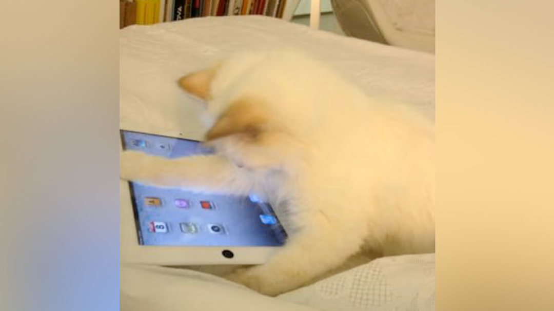 世界最富有猫被“吃绝户”?落魄千金只能打工赚猫粮? - 24