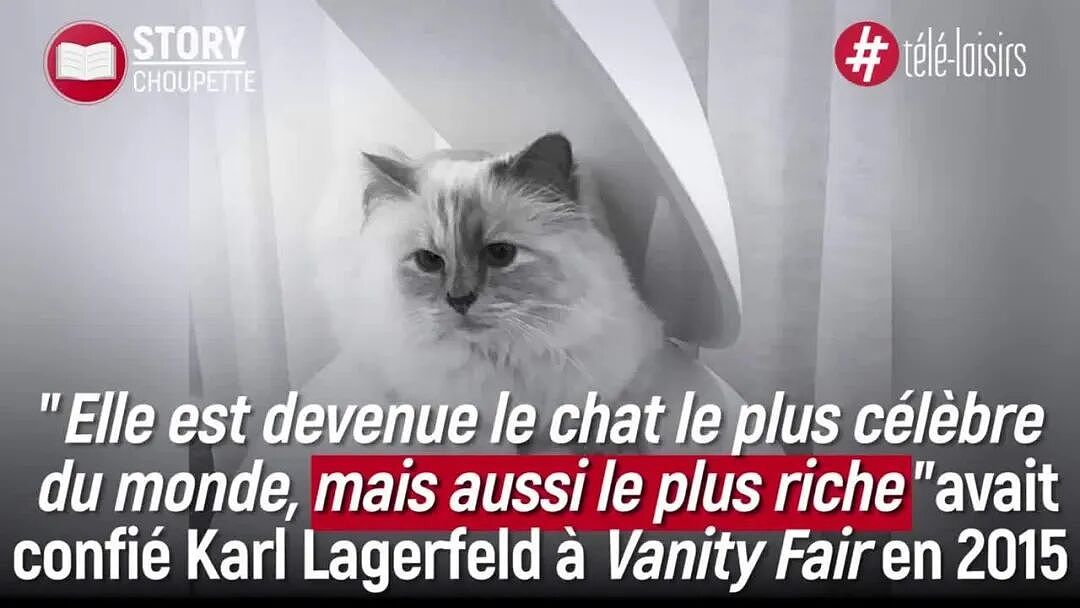 世界首富猫为何破产?老佛爷给它留了150万刀遗产,如今蜗居公寓落差太大!(组图) - 14