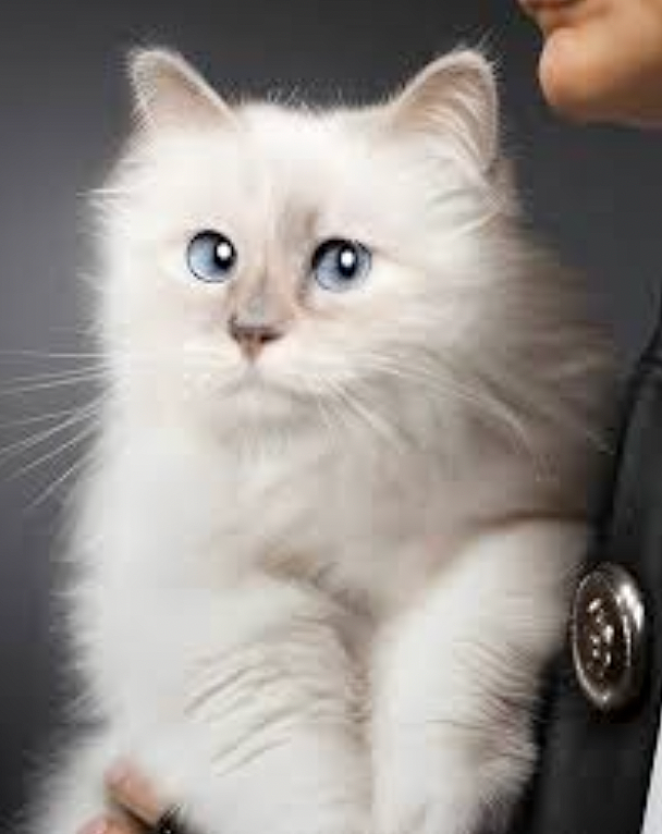 世界最富有猫被“吃绝户”?落魄千金只能打工赚猫粮? - 31
