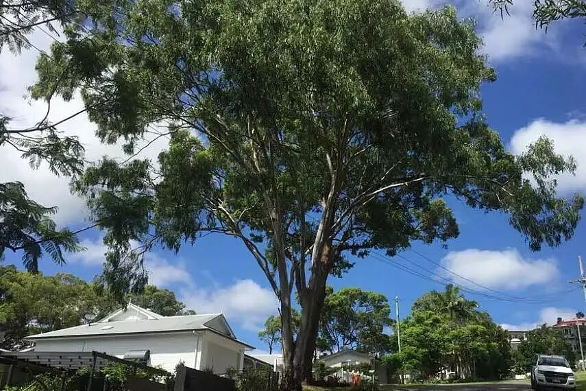 澳洲路边的树长进你家院子,到底能不能自己动手砍? - 4