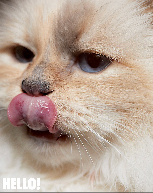 世界最富有猫被“吃绝户”?落魄千金只能打工赚猫粮? - 17