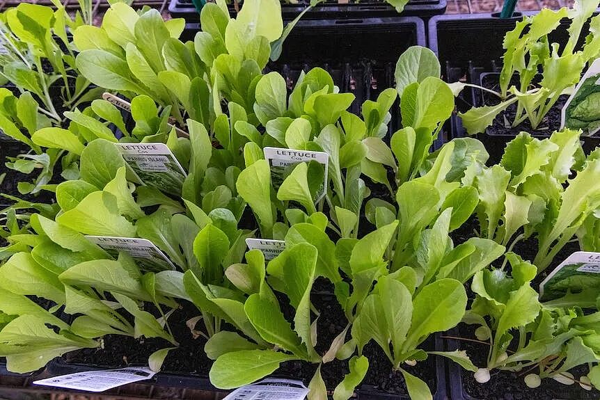 澳洲种菜不用大后院!这些菜,室内就能种! - 4