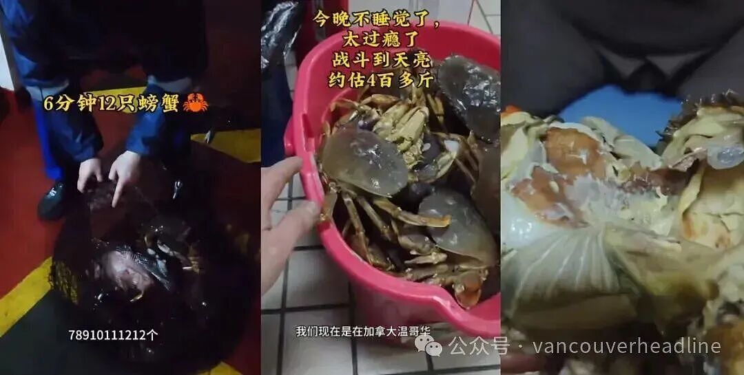 华人船员在大温狂捞400多斤螃蟹，直播爽吃到天亮！官方已介入调查（组图） - 1