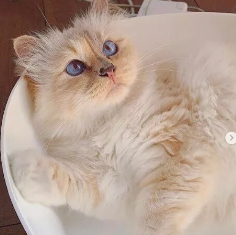 世界最富有猫被“吃绝户”?落魄千金只能打工赚猫粮? - 18