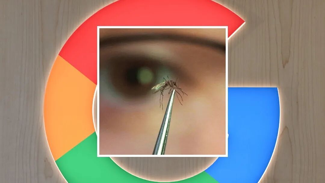 Google计划在加州和佛罗里达，释放3200万只蚊子（组图） - 1