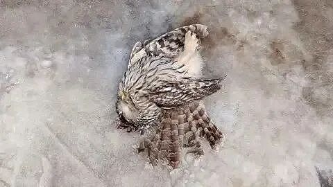 猫头鹰误入搅拌机，毛都磨坏！人类：手术“植发“吧，不然它得饿死（组图） - 2